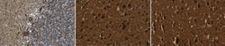 GAD 65/67, Rabbit anti-Human, Mouse, Rat, Polyclonal, Millipore Sigma 25&mu;g;